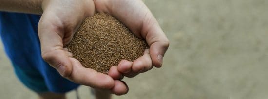 Hands holding teff grains.