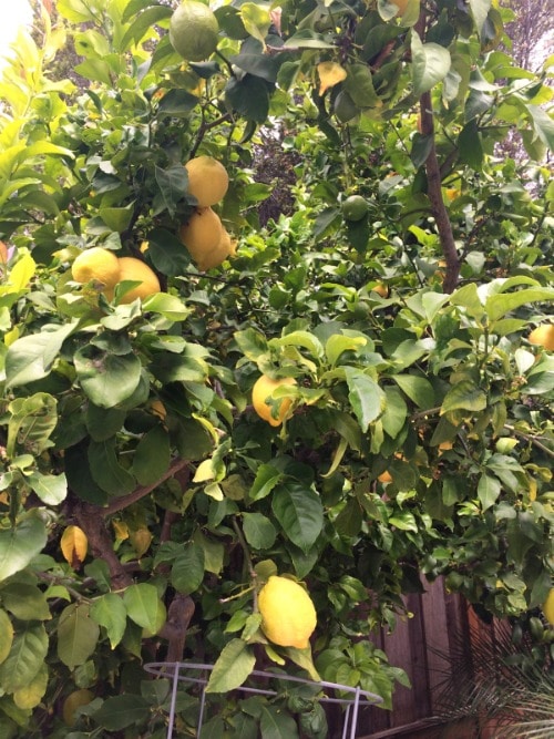 A picture of the lemon tree in our backyard.