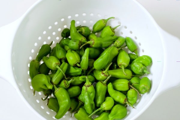 padron peppers washed in a white collendar.