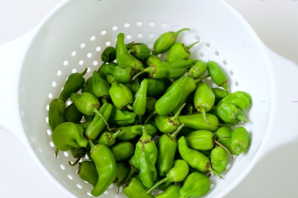 Padron peppers washed in a white collendar.