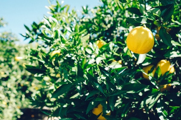 A close up of our lemon tree with big lemons in it.