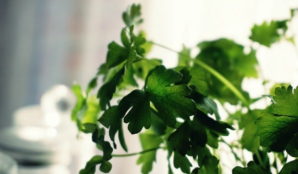 a close up of fresh cilantro