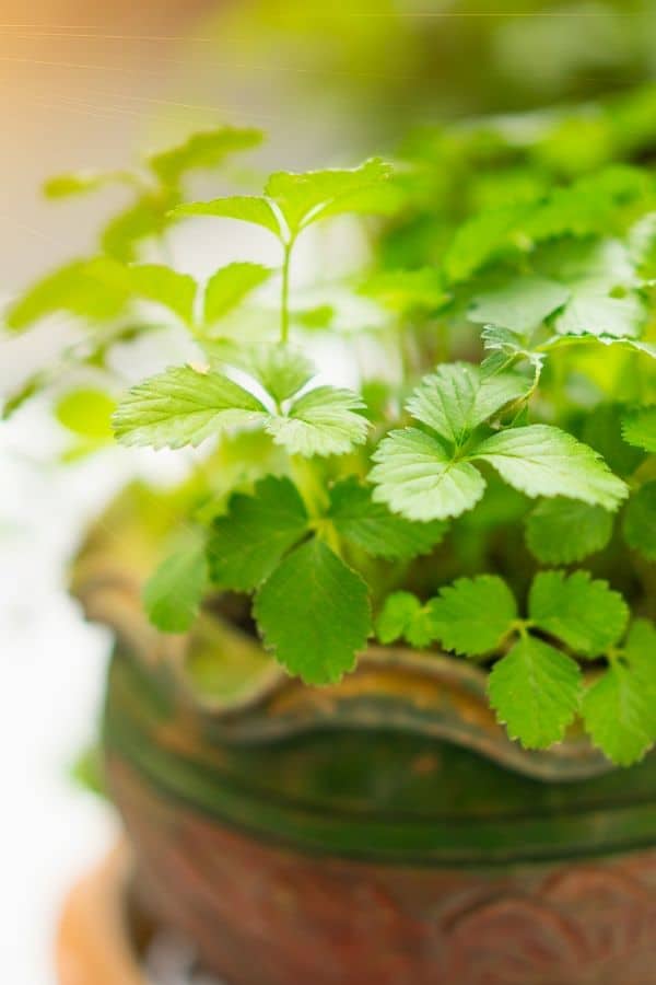 Fresh cilantro growing in a pot.