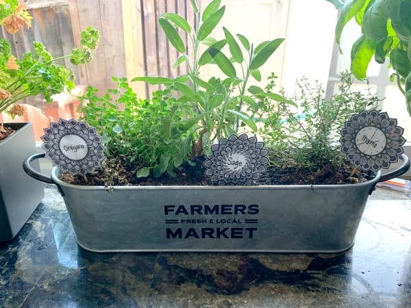 A silver planter box full of fresh herbs. The box is in the kitchen window.