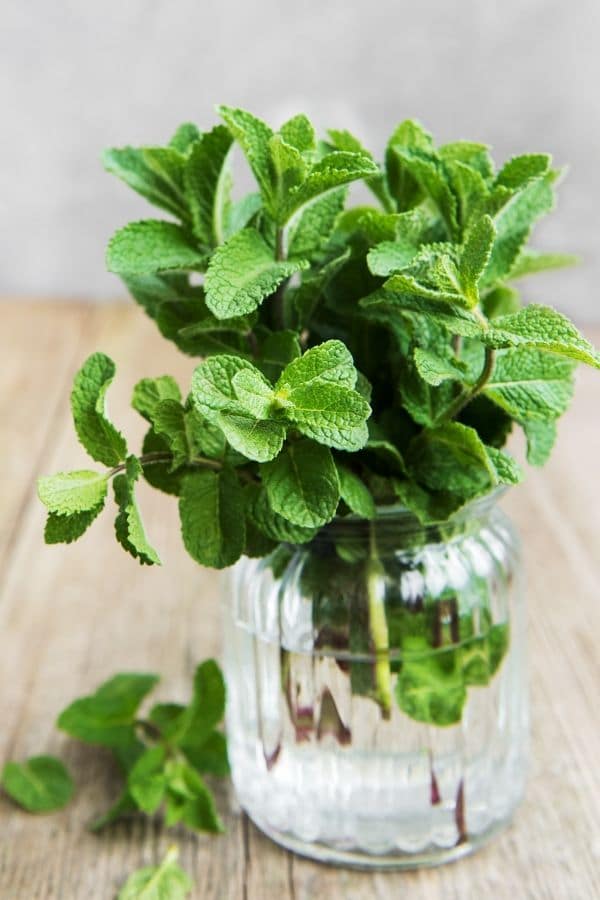 Fresh mint in a jar full of water.