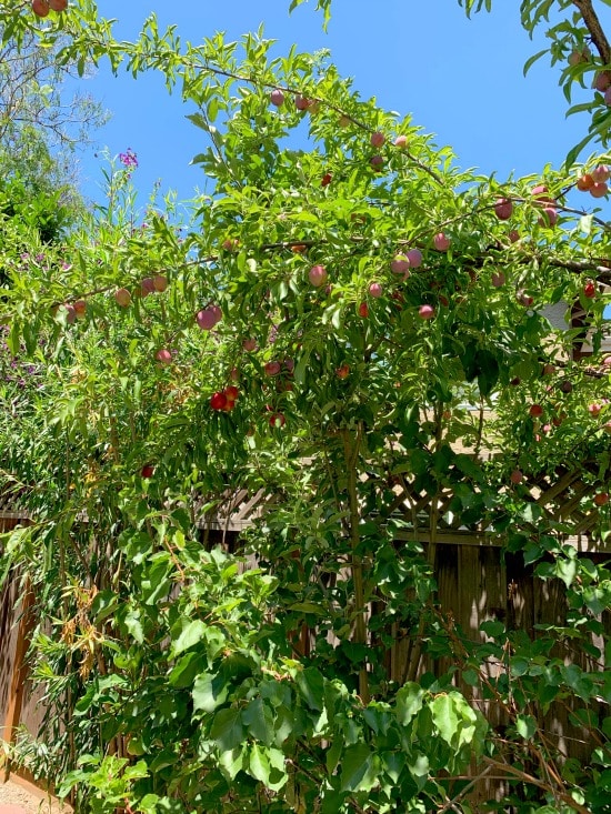 A photo of my plum tree full of plums.