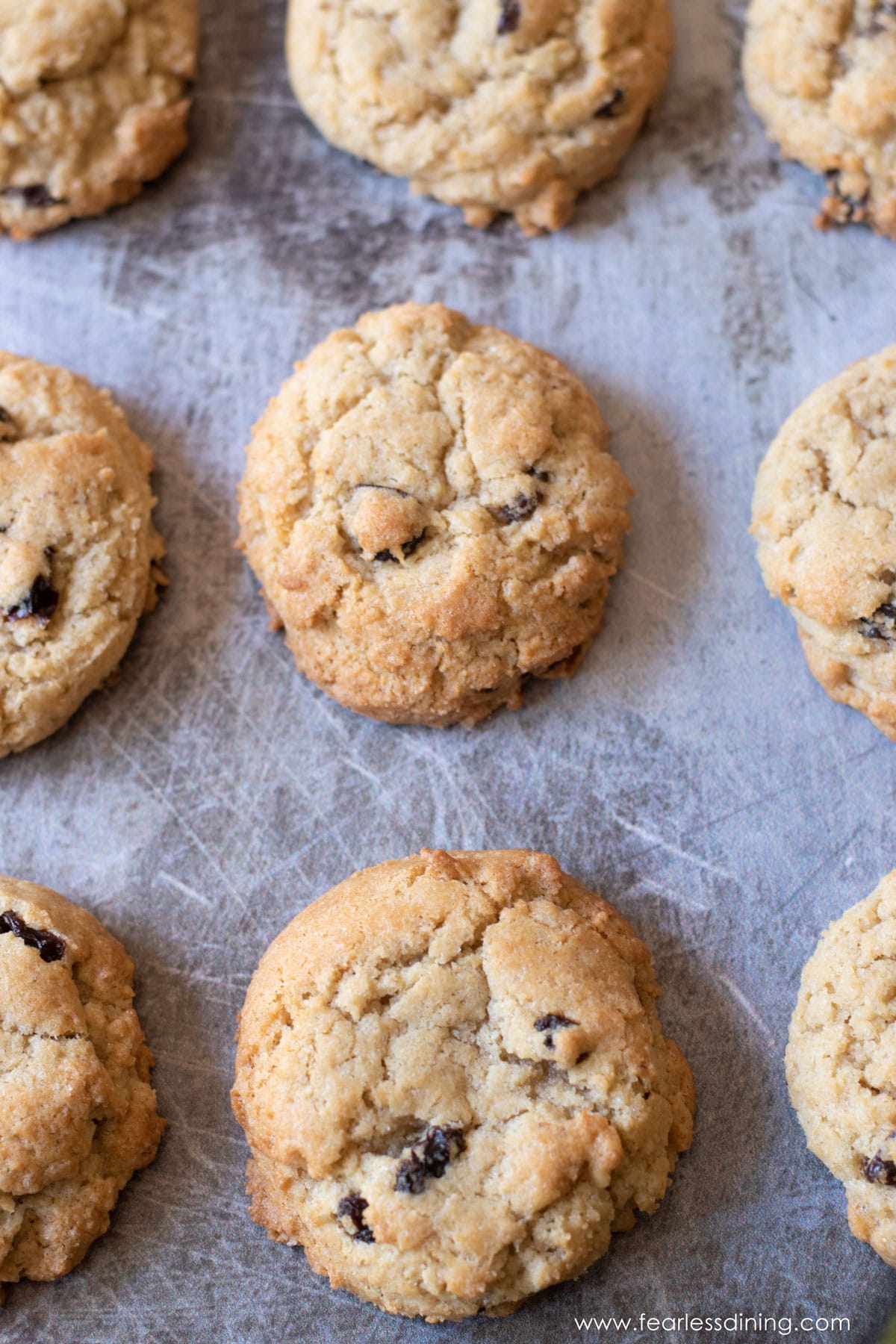 A cookie sheet with baked rum raisin cookies.