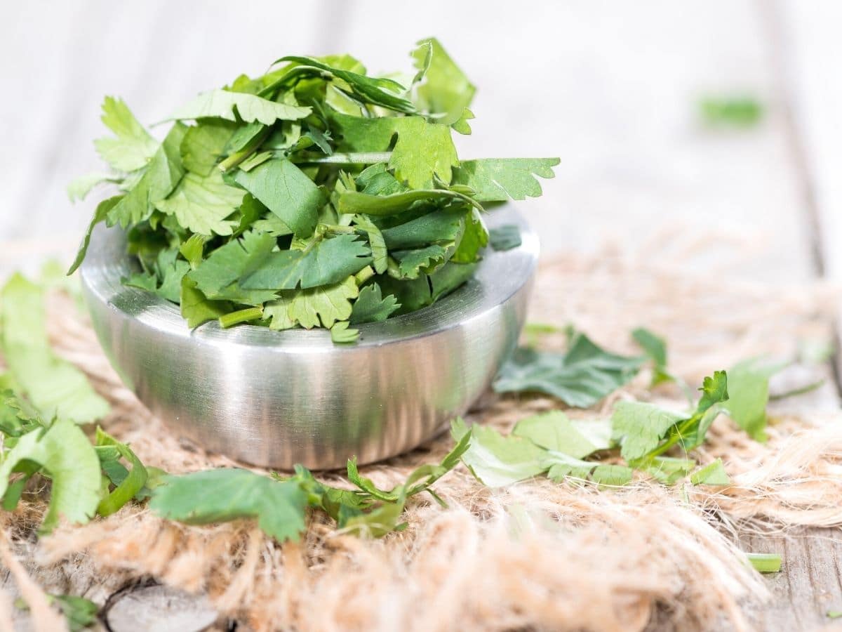 Washed cilantro leaves in a bowl.