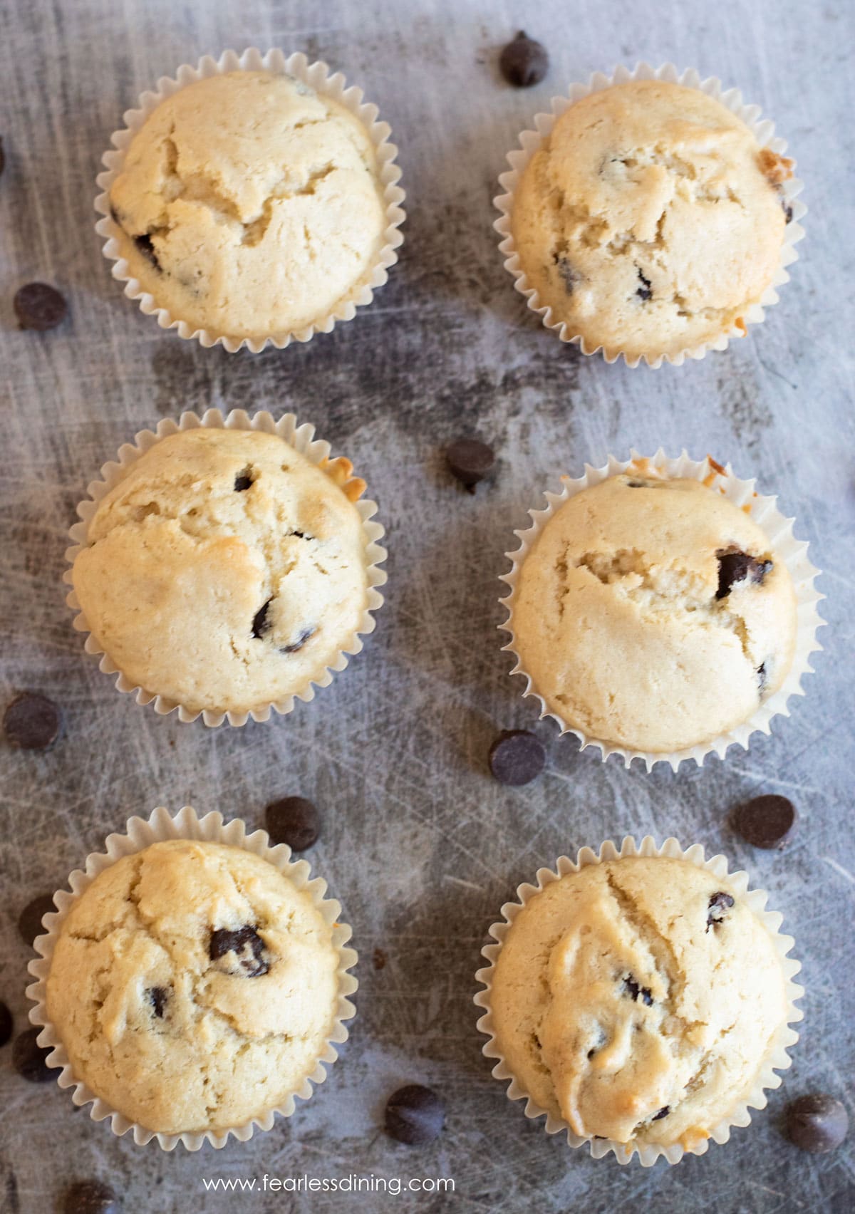 Two rows of gluten free chocolate chip muffins.