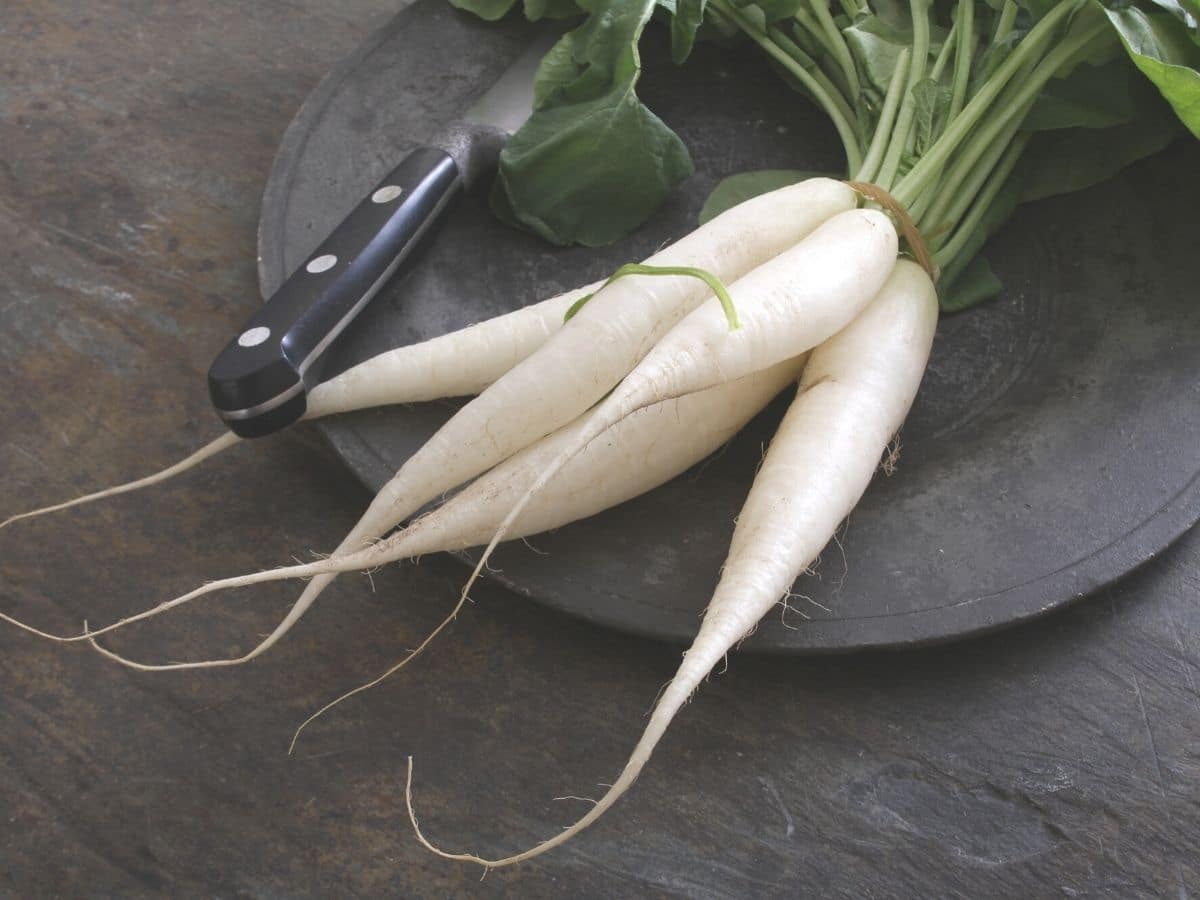 Freshly picked daikon on a plate.