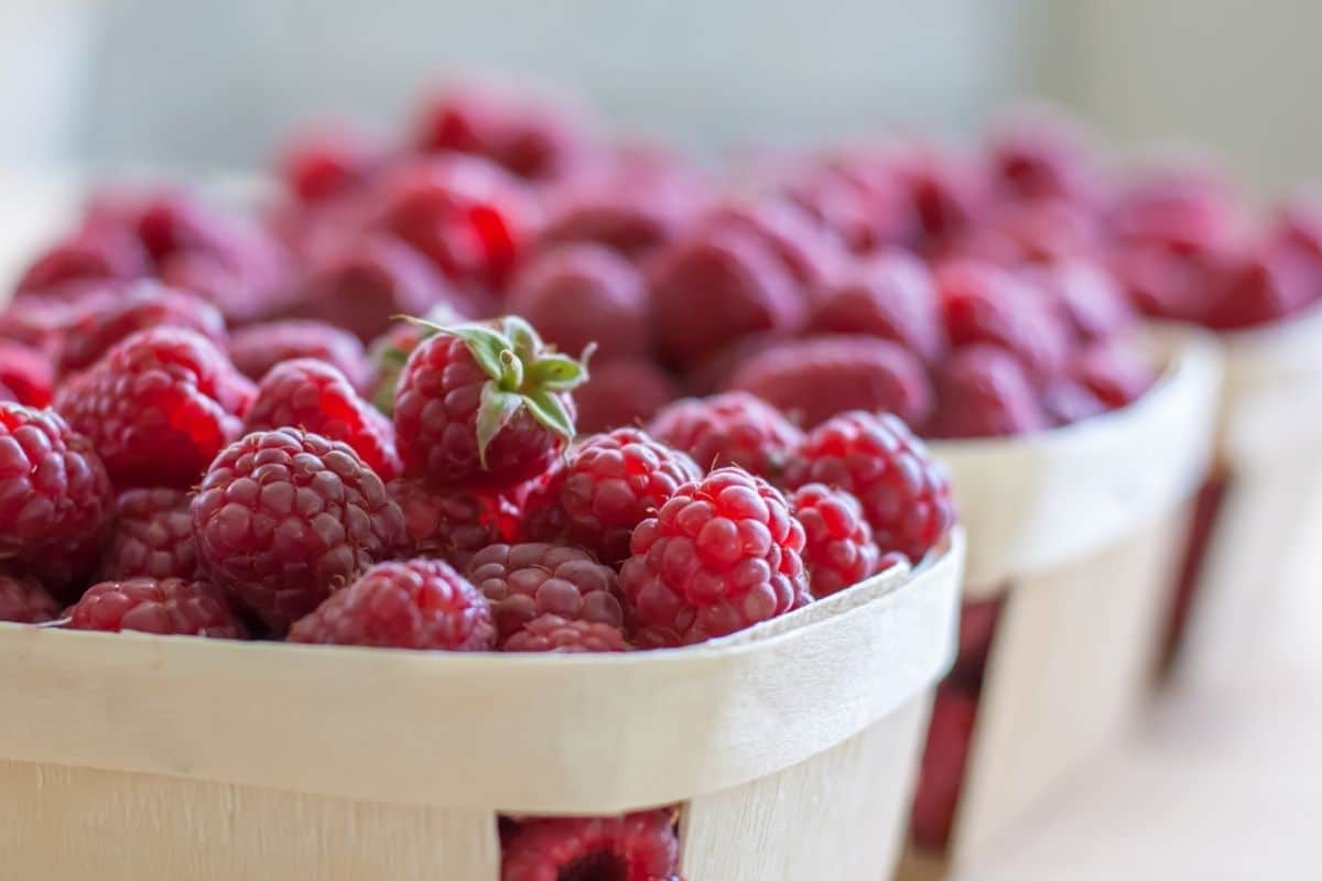 baskets of fresh raspberries