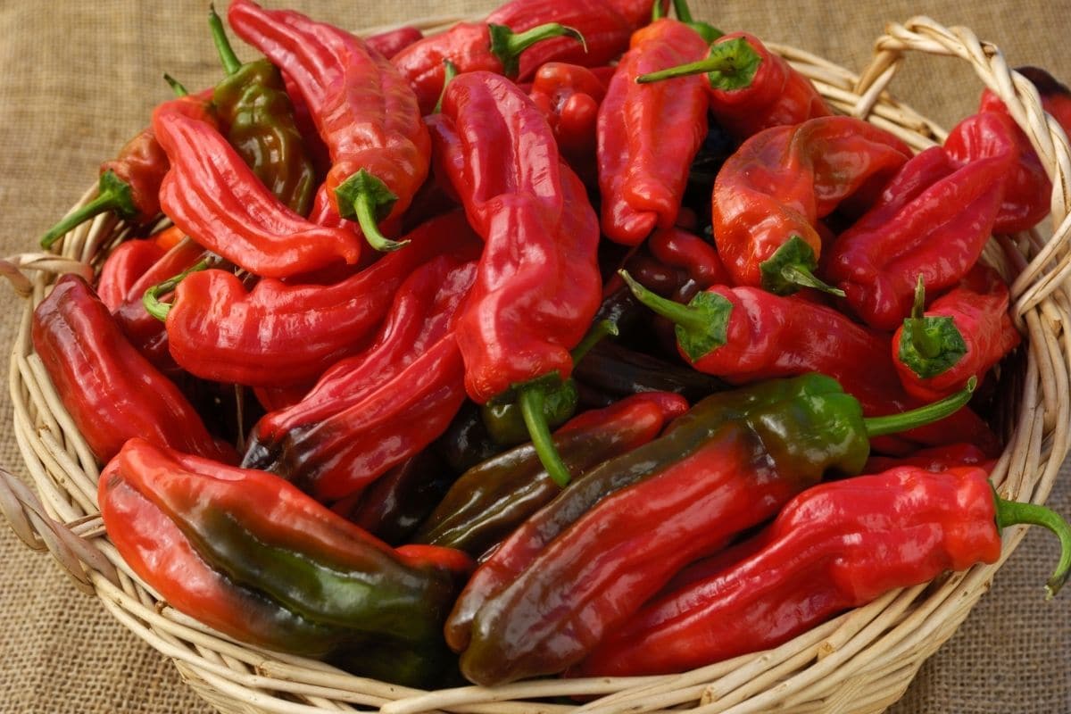 red shishito peppers in a basket.