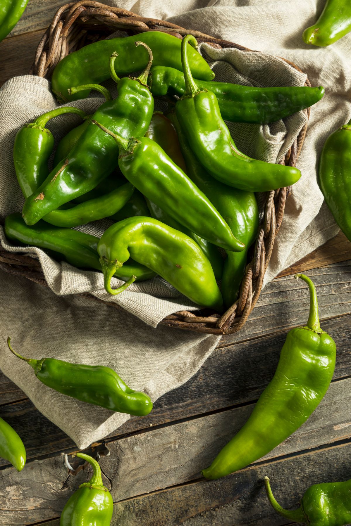 a basket of fresh picked hatch chile peppers.