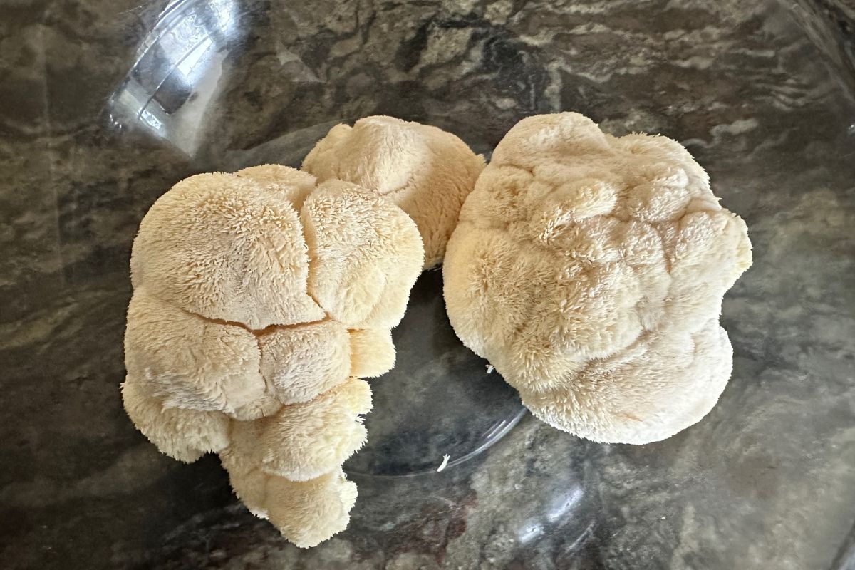 Two large pieces of lion's mane in a glass mixing bowl.