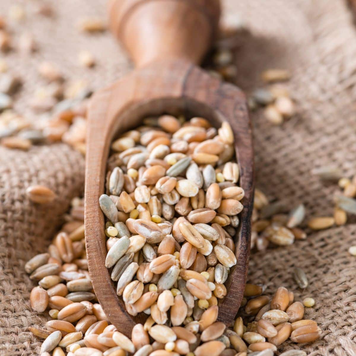 A wooden scoop filled with wheat, barley, and rye grains.