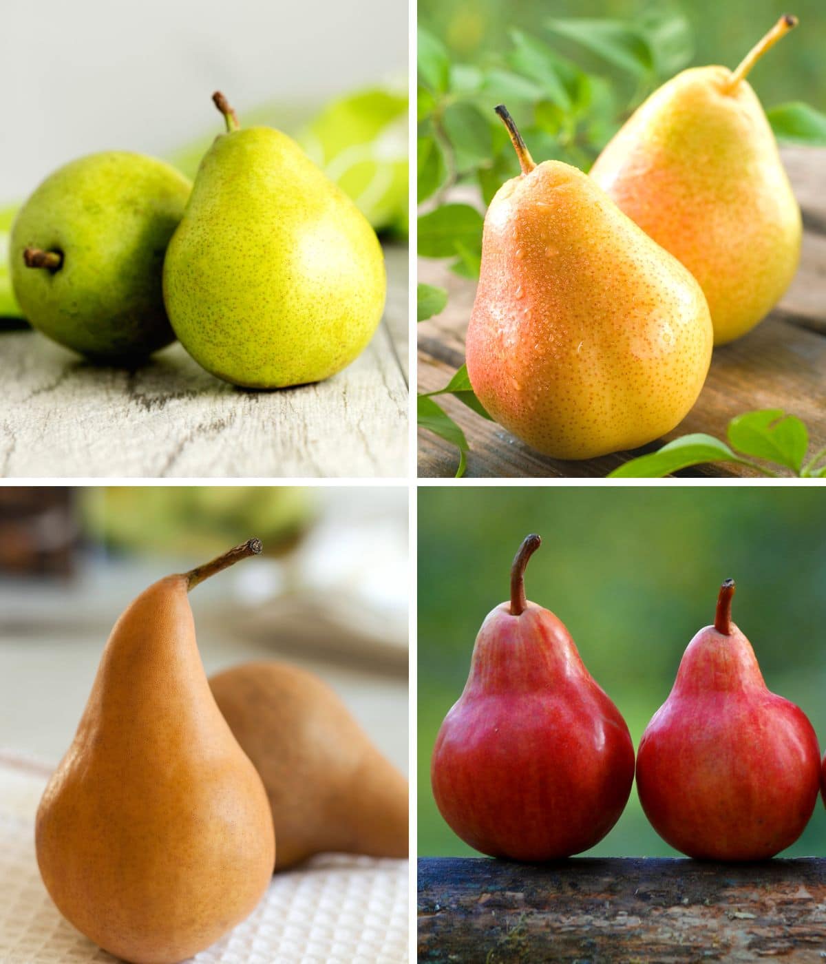 Four photos of the most popular pear varieties.