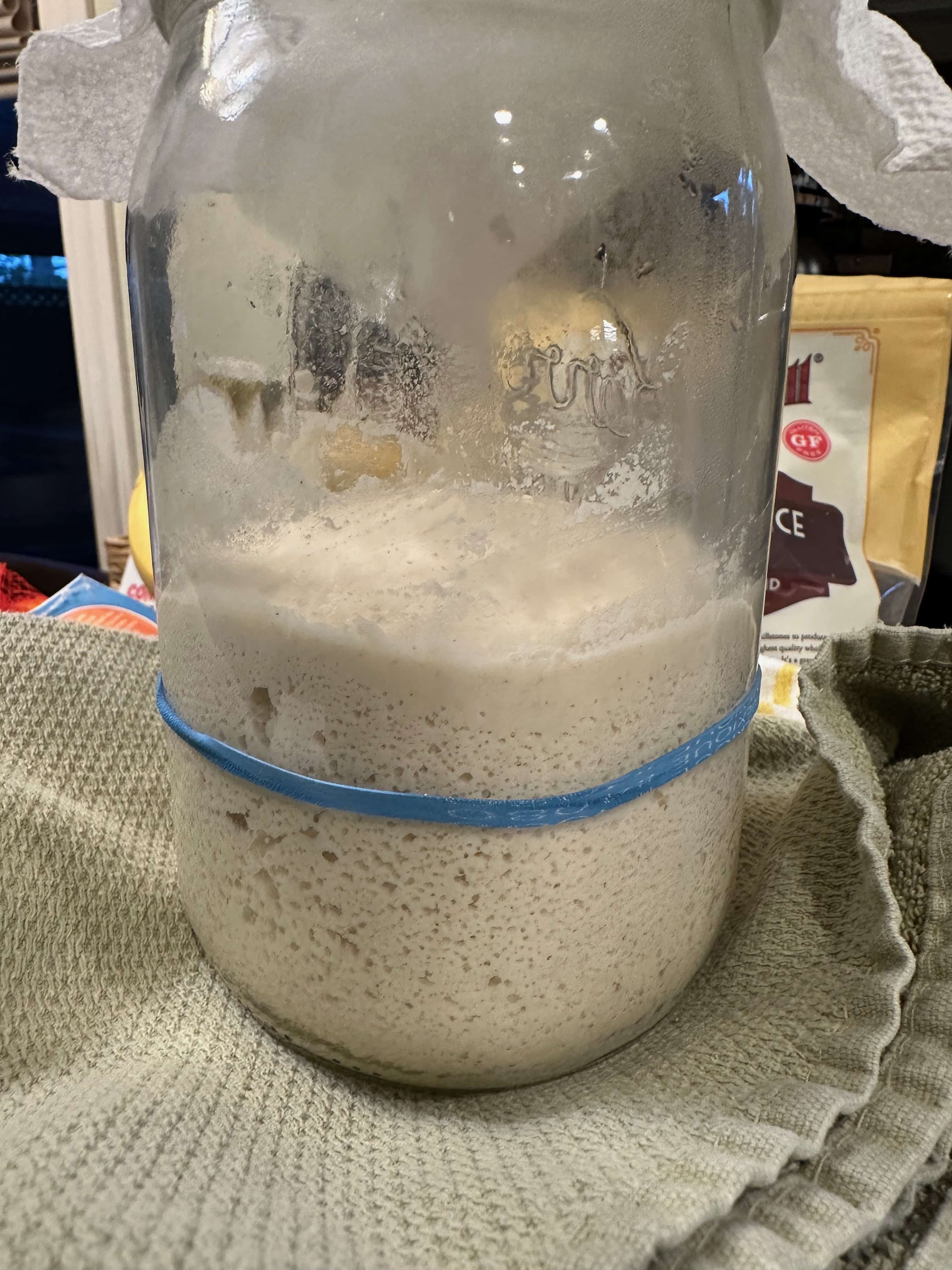 A photo of my gluten free sourdough starter in a mason jar. A blue rubber band shows the growth.