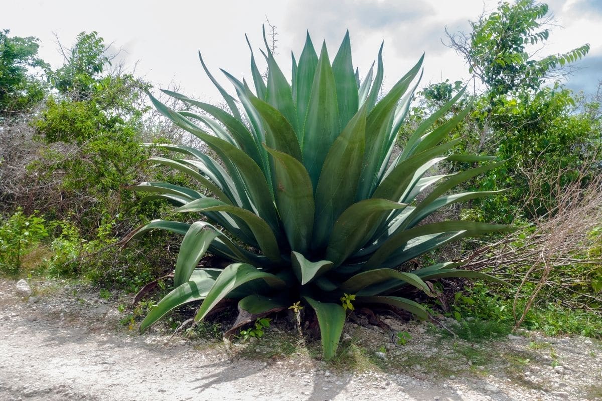 An agave plant growing in the wild.